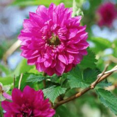 5023242324739 1 Rubus spectabilis Olympic Double 3L.jpg